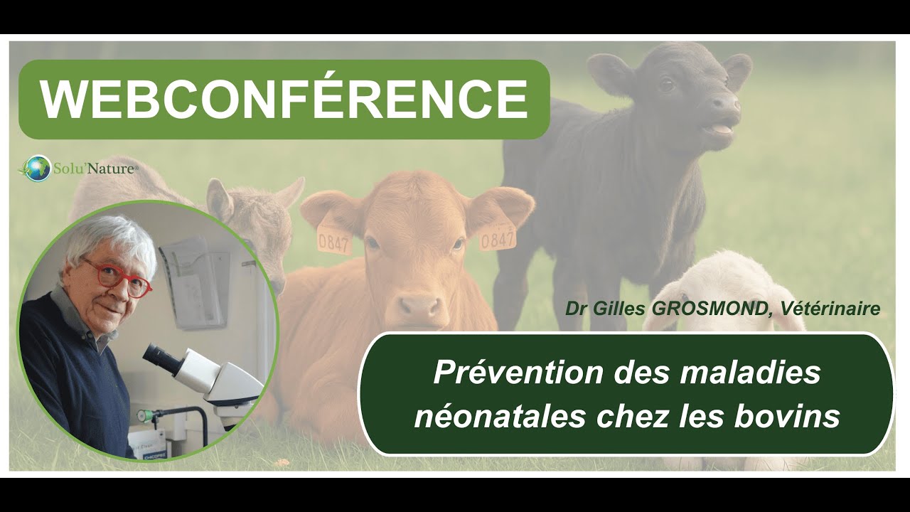 Webconférence: prévention des maladies néonatales chez les bovins