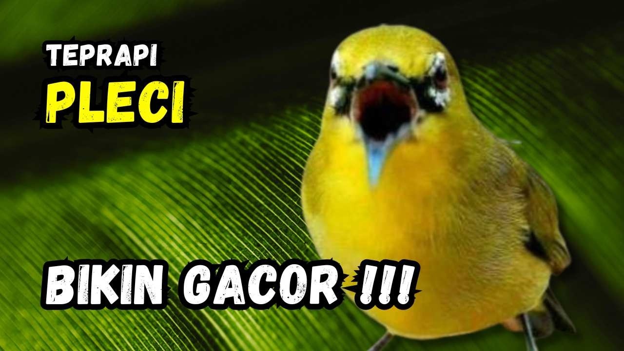 Terapi Pleci Pagi Hari Ampuh Bikin Gacor | Hitungan Detik Pleci Ikut Bunyi