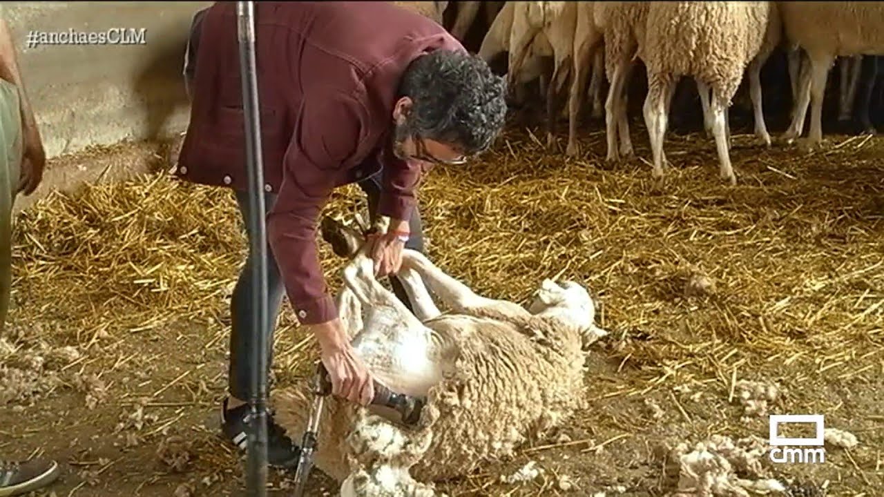 Un plusmarquista esquilando ovejas | Ancha es Castilla-La Mancha