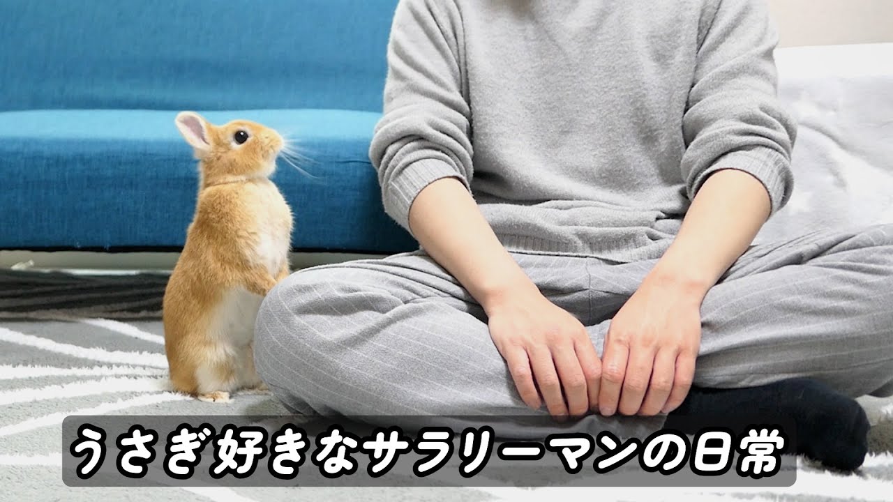 うさぎ好きなサラリーマンの日常