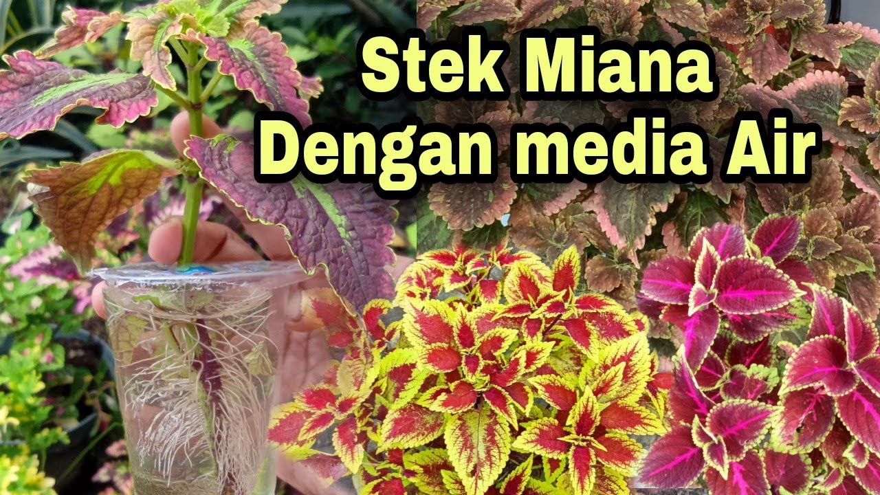 STEK BATANG MIANA COLEUS ANTI GAGAL... SIMAK CARANYA!!!