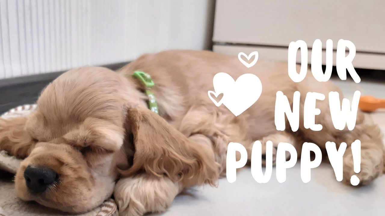 Первый день в новом доме/ Щенок американского кокер спаниеля/American cocker spaniel puppy first day