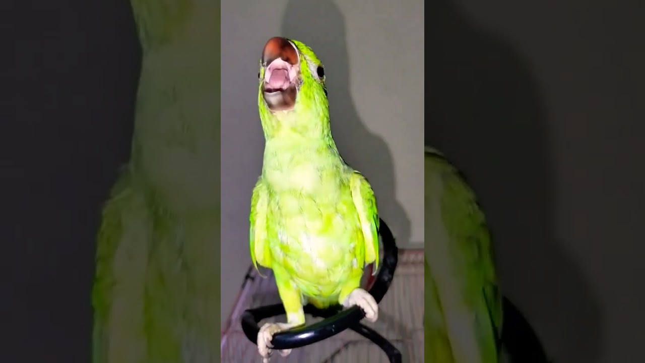 Do it with friends#trendingshorts #mirpurajk #parrot
