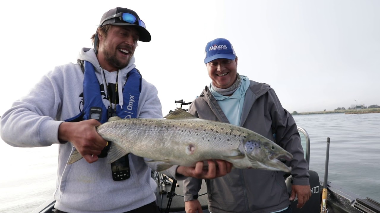 The craziest freshwater fish - Atlantic Salmon