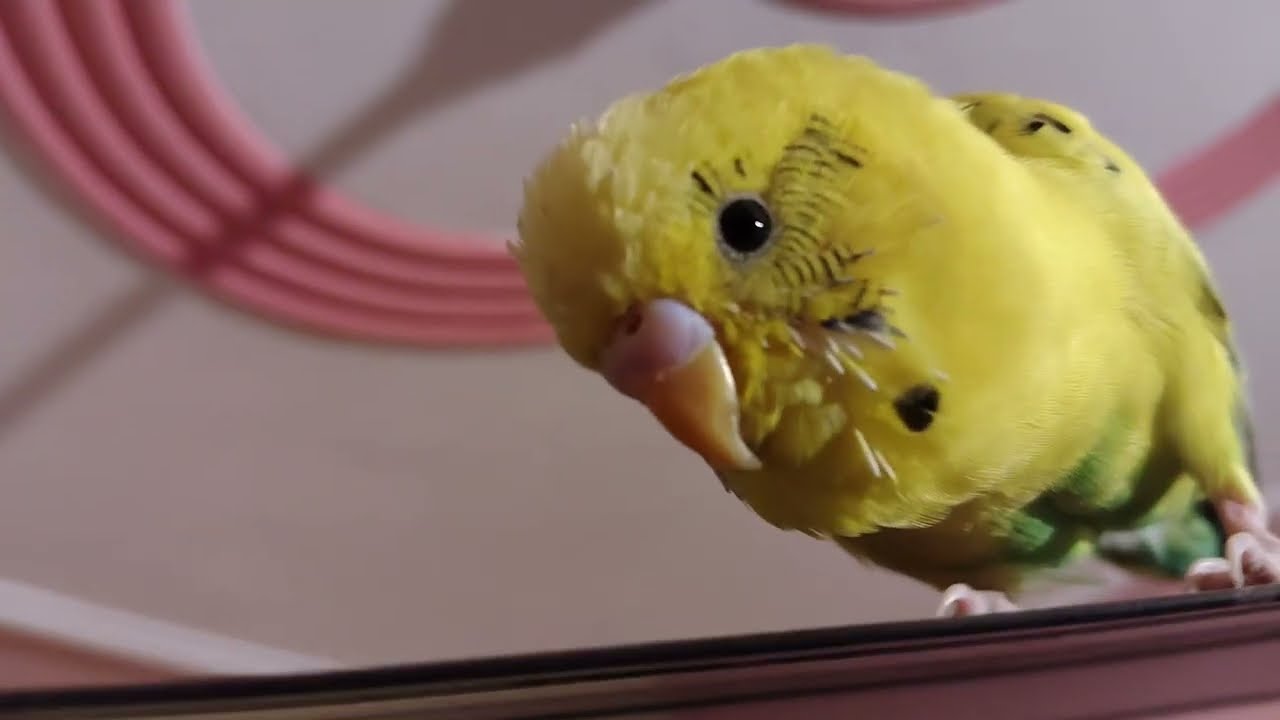 Budgies parrot 🦜 talking daily upload vlogs 👋💞🫶💞#birds #talkingparot 