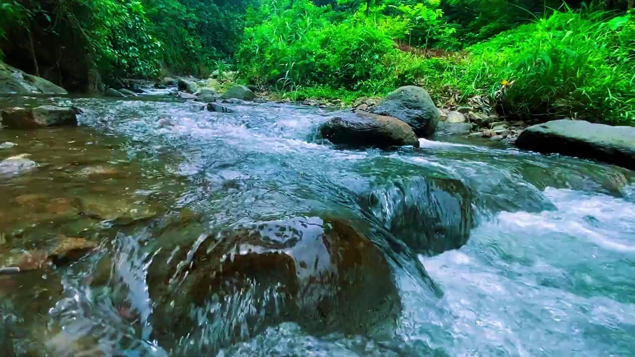 ТЫ ПРОСНЁШЬСЯ ОБНОВЛЁННЫМ 🌿 Спокойный поток воды в тропическом лесу