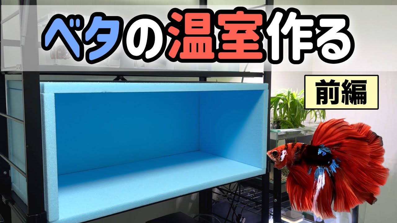 【冬場の節約】スタイロフォームで水温変化を緩やかに！ベタ棚に小さな温室を作っていく（前編）