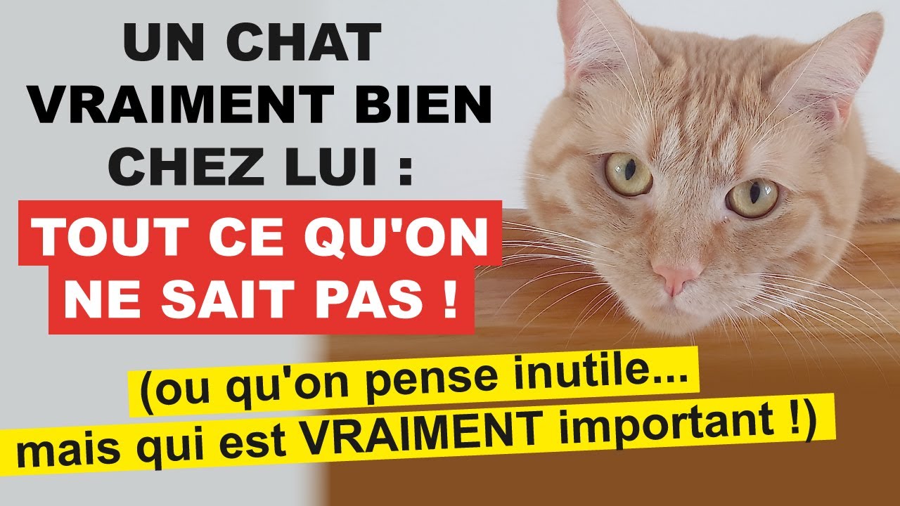 Les secrets pour un chat heureux dans l'habitation