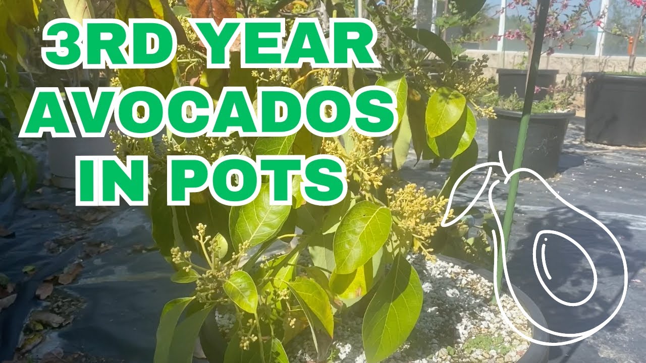 Growing avocados longterm in containers