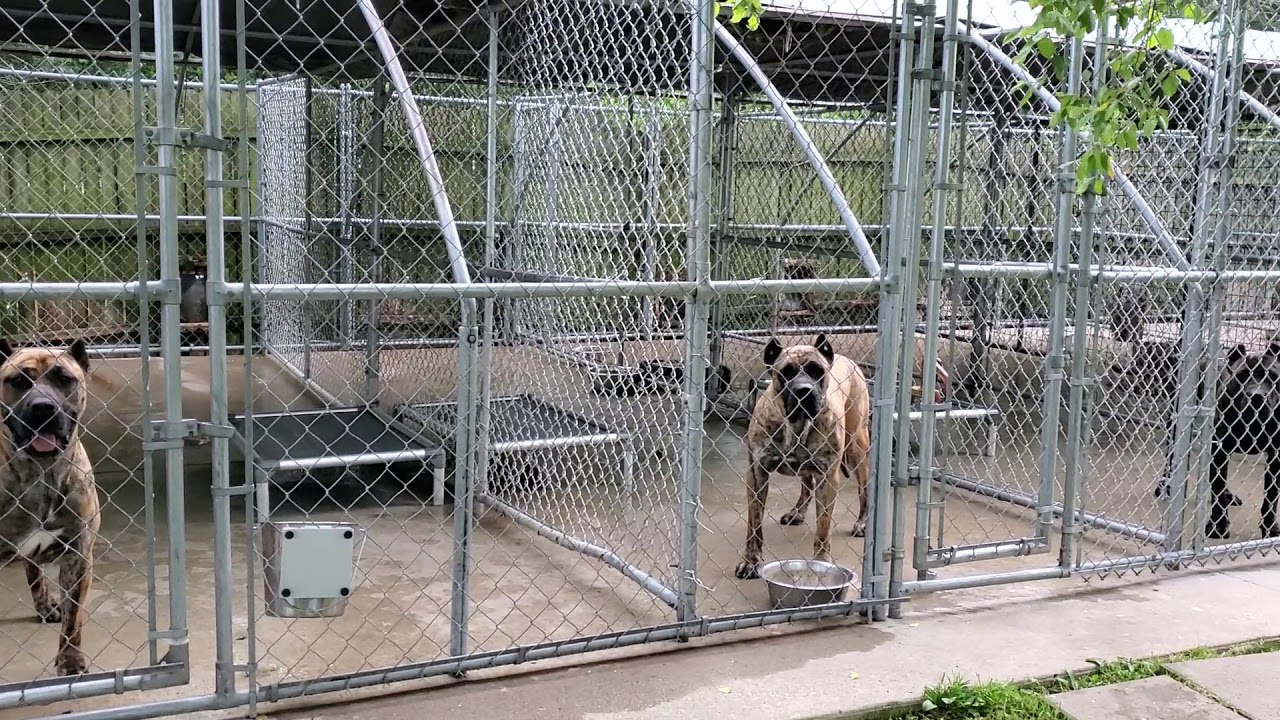 Cabeza Grande Kennel tour 2020