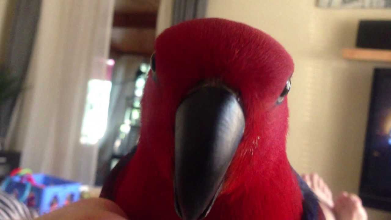 Petra Our Eclectus talking her little heart out