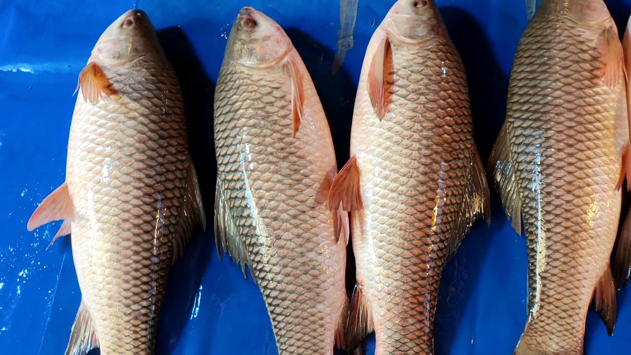 রংপুরের 🔥বড় মাছের বাজার | পৌরবাজার মাছের আঁড়ৎ | Rangpur City Fish Market | Raihan Vlog 02