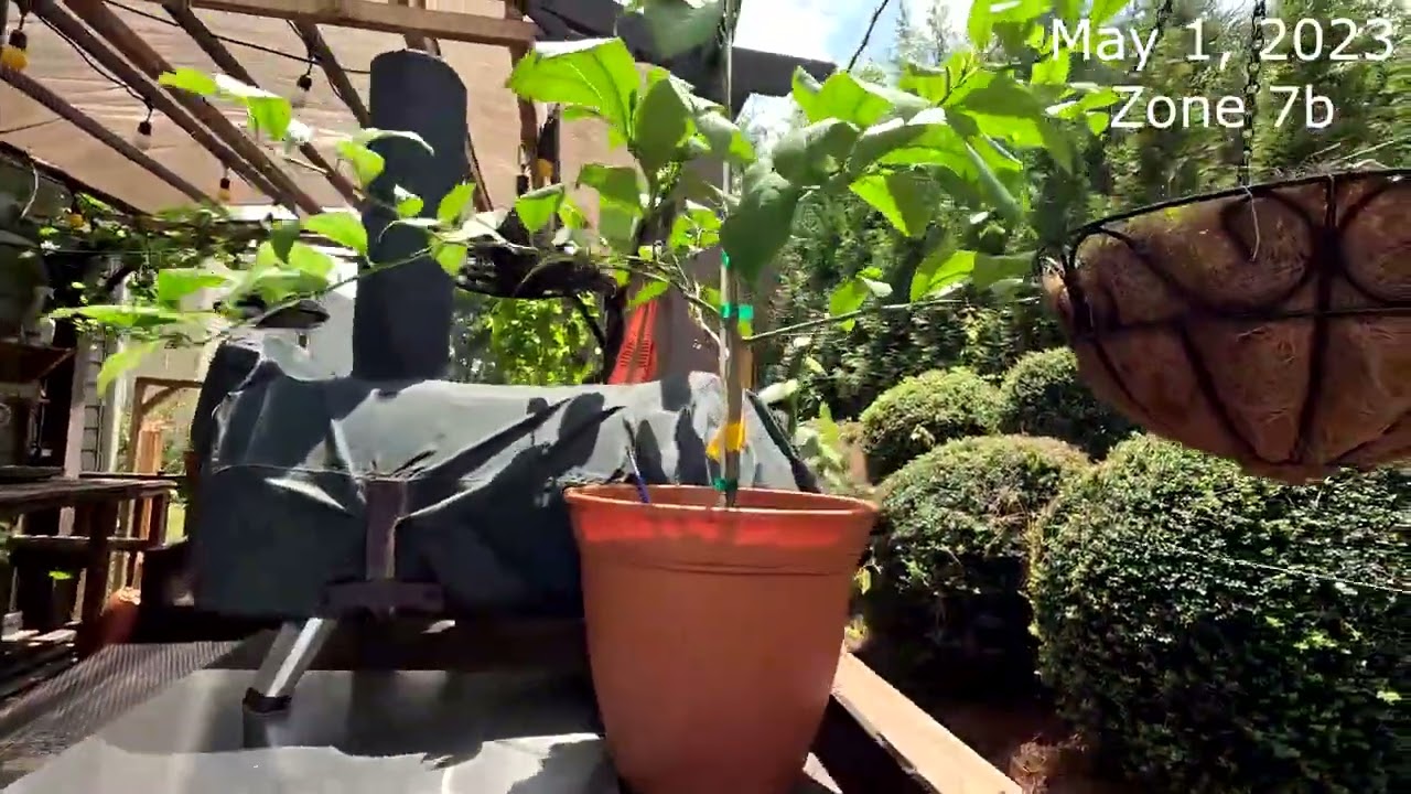 Small garden update