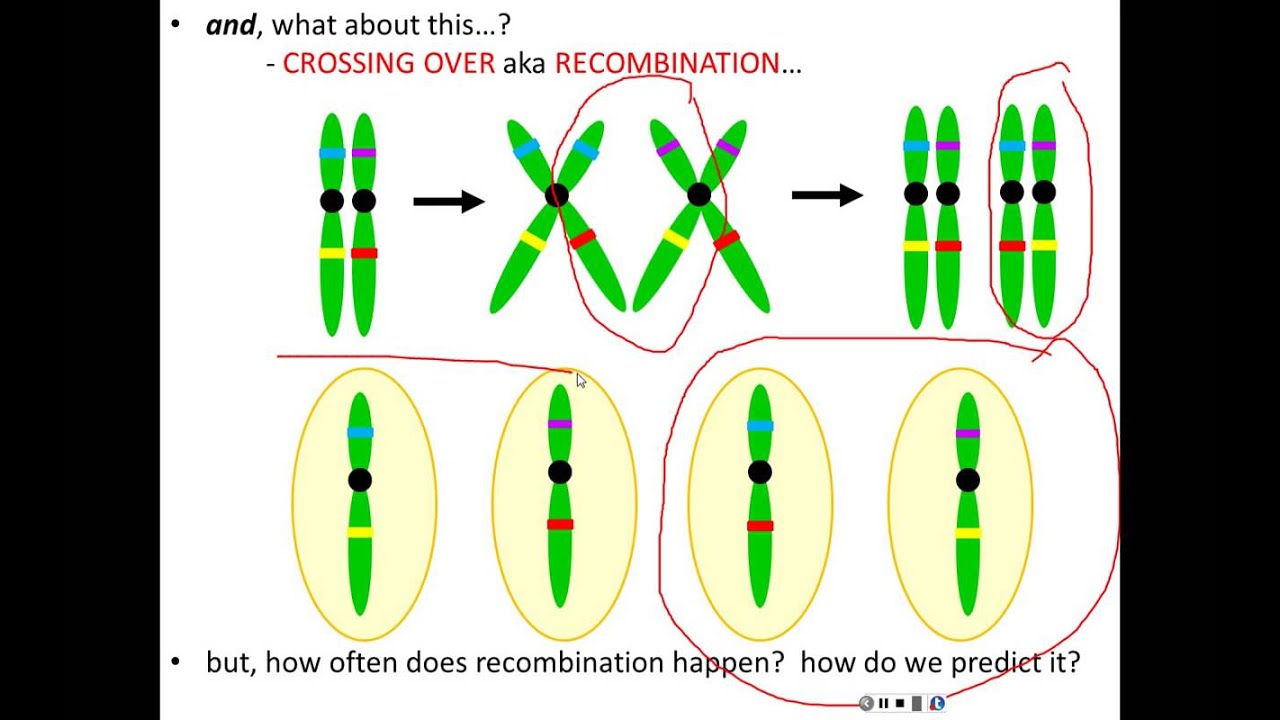 Lecture 9 - Linkage, Recombination and Mapping