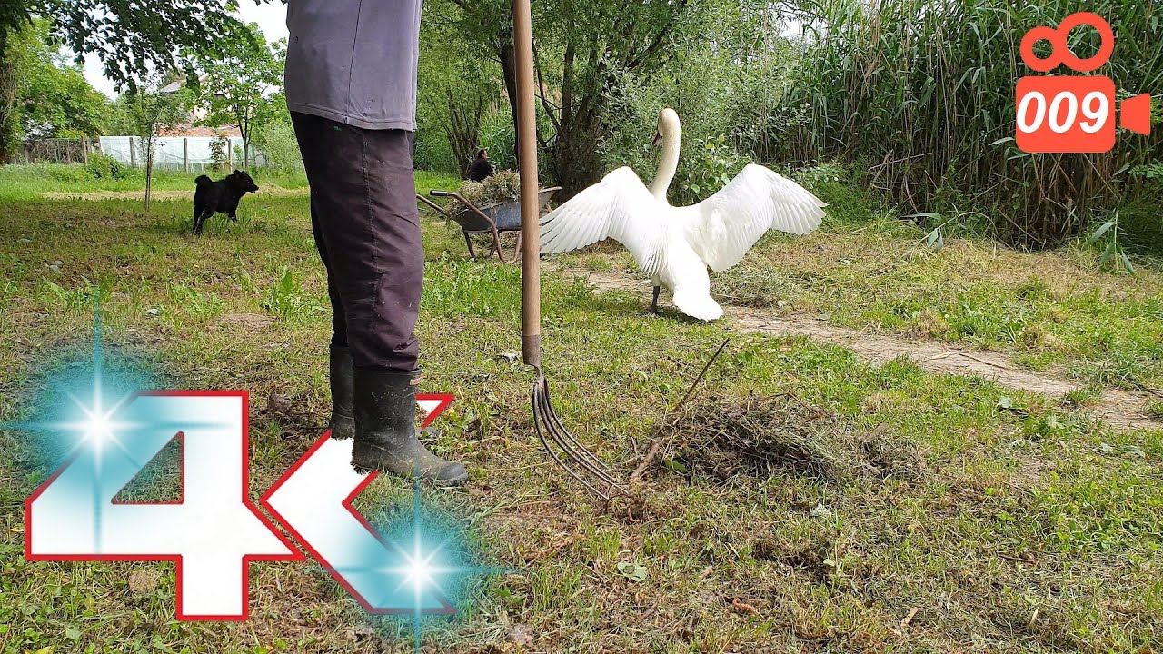 Swan attacks a man and a dog - Hissing Swan Family 4K video 009