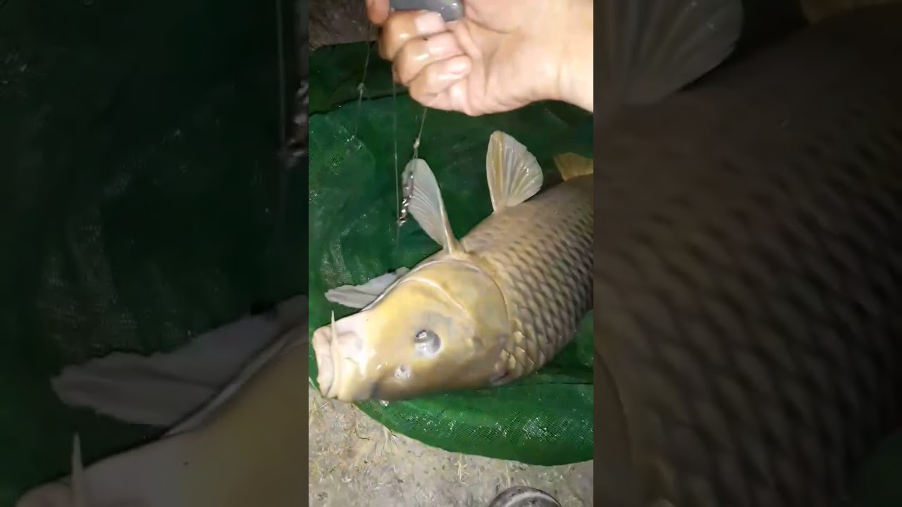 Sazan, Şirvankanal, G&ouml;y&ccedil;ay, yem jmıx