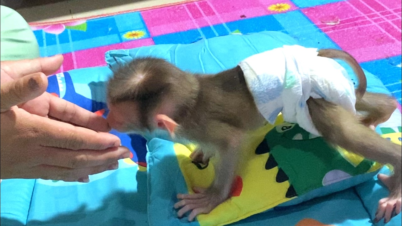 Oh god!! The wonderful baby LIORA sniffed her mother's Arm before she came to him