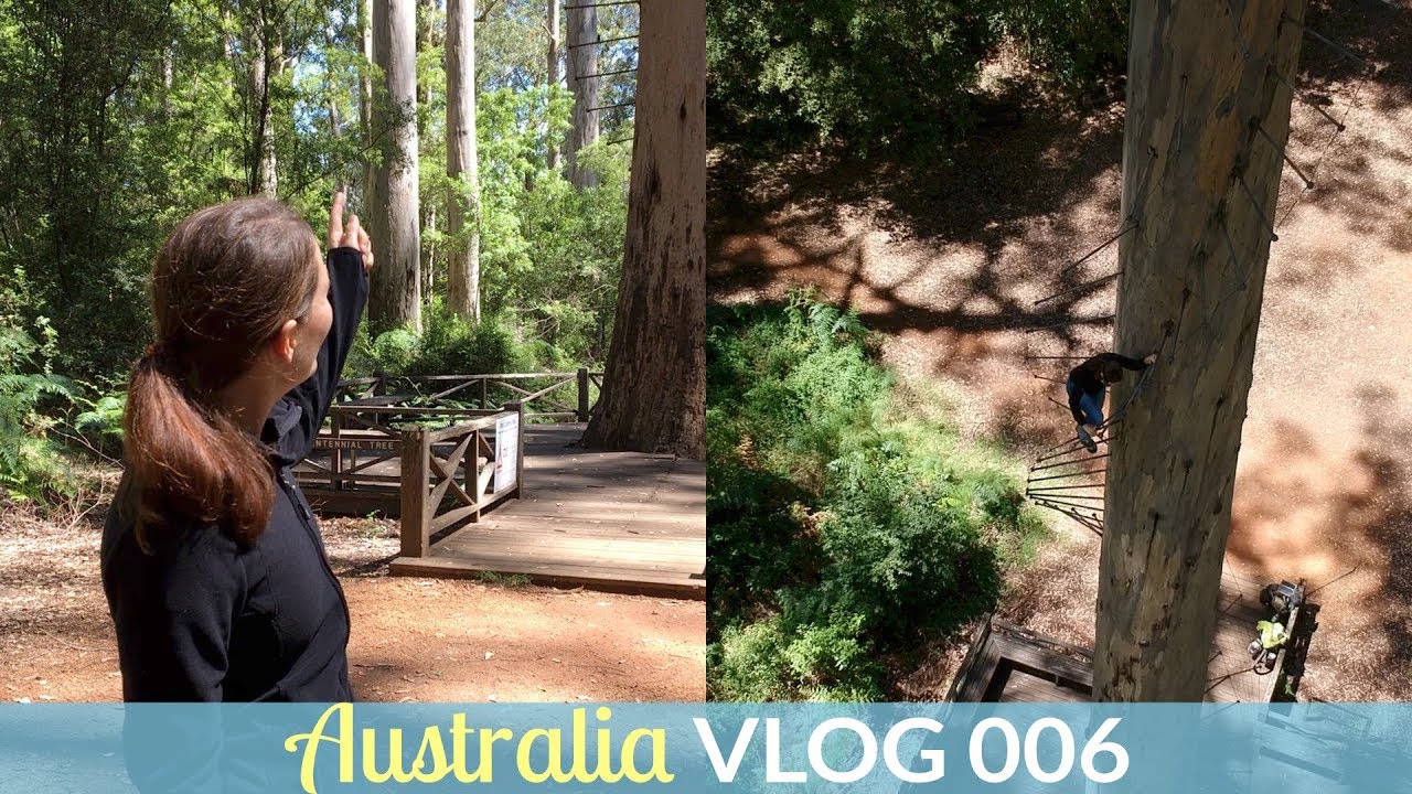 ANNA CLIMBS A 65M TREE | AustraliaVLOG - Episode 006
