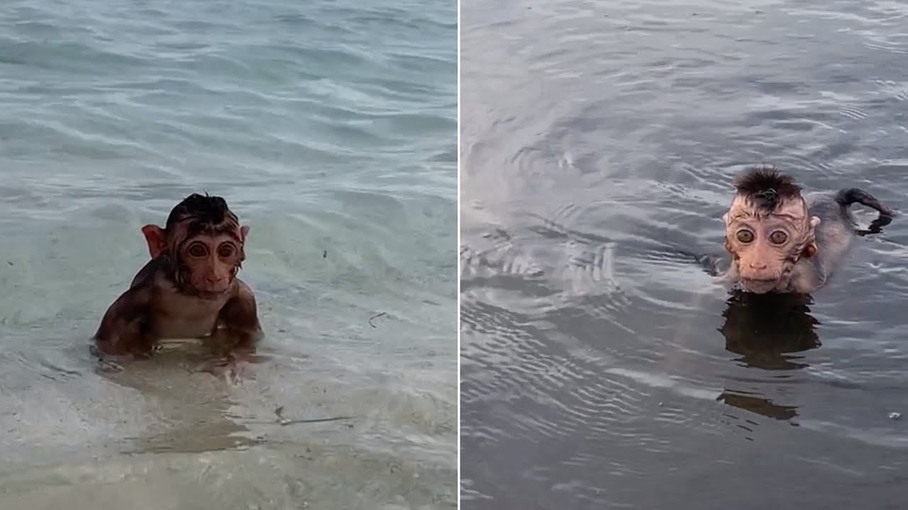 So Touching! Baby Monkey Mone&rsquo;s Journey to Swim at the Beach ❤️🐒