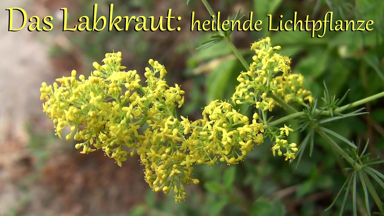 Das Labkraut: heilende Lichtpflanze | ein Schatz aus der Naturheilkunde