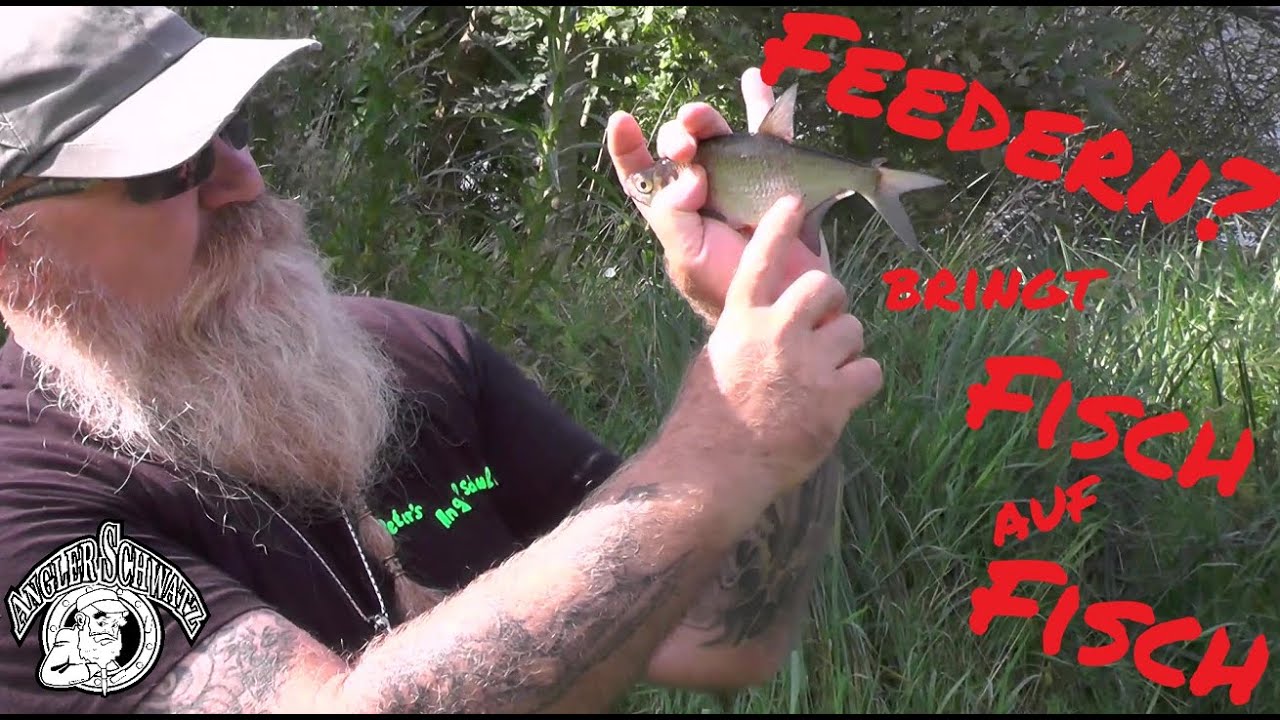 🙄🤔 Feedern? - Bringt Fisch auf Fisch!🤪 – Anglerschwatz 🎣🎣🎣