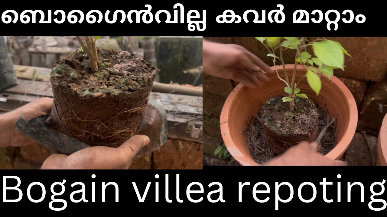 ബോഗൈൻ വില്ല എളുപ്പത്തിൽ റീ പോട്ട്  ചെയ്യാം 
