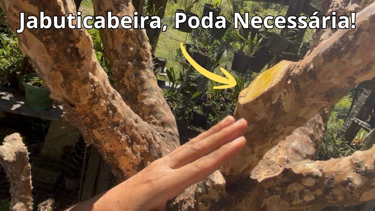 Jabuticabas Apodreceram  Todas 😔 Entenda o Motivo ! Poda na Jabuticabeira... #frutiferas,