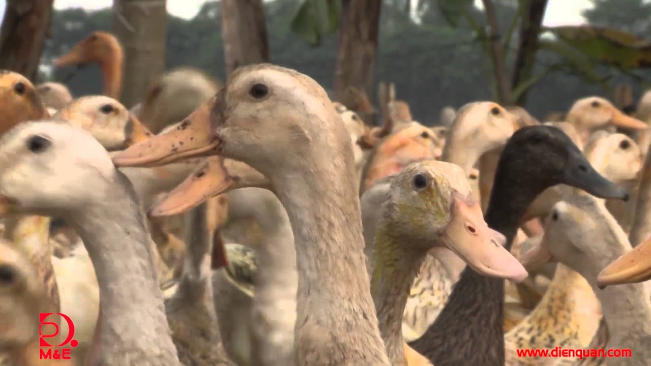 Nomadic Duck Farming