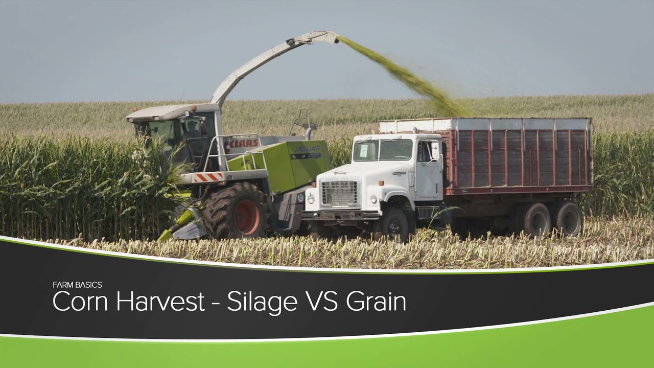Corn Harvest - Silage vs. Grain