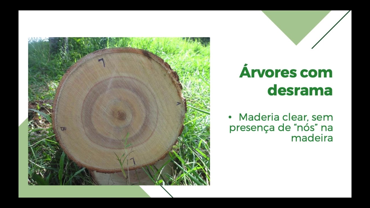 Palestra - Práticas Silviculturais em ILPF: Desrama