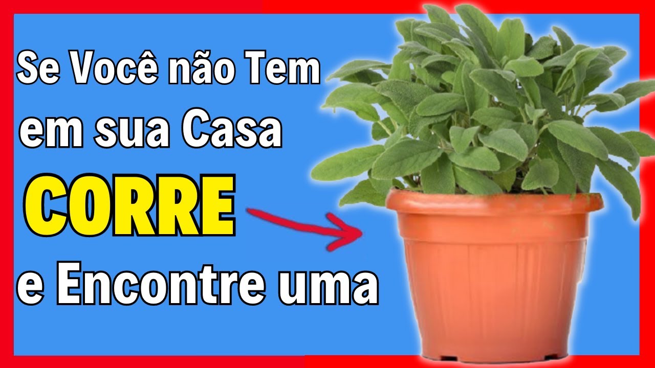 Это 5 растений, которые никогда не должны пропадать в вашем доме, они уберегут вас от многих болезне