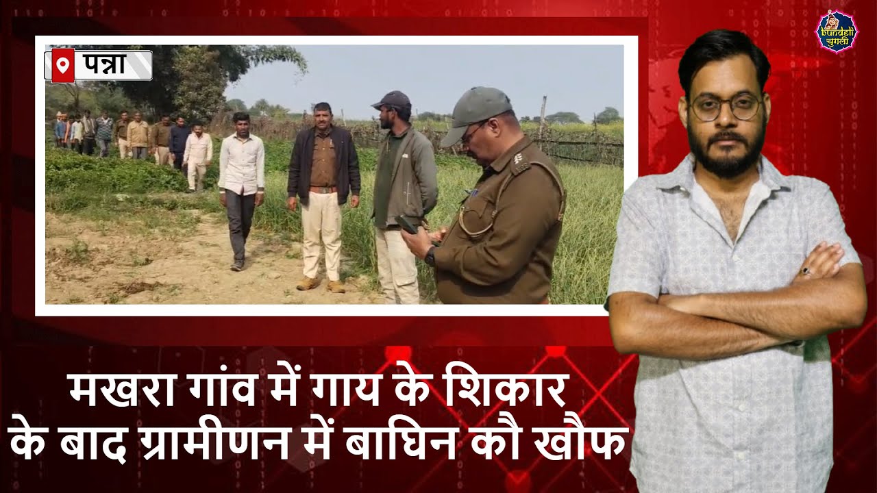 पन्ना : मखरा गांव में गाय के शिकार के बाद ग्रामीणन में बाघिन कौ खौफ