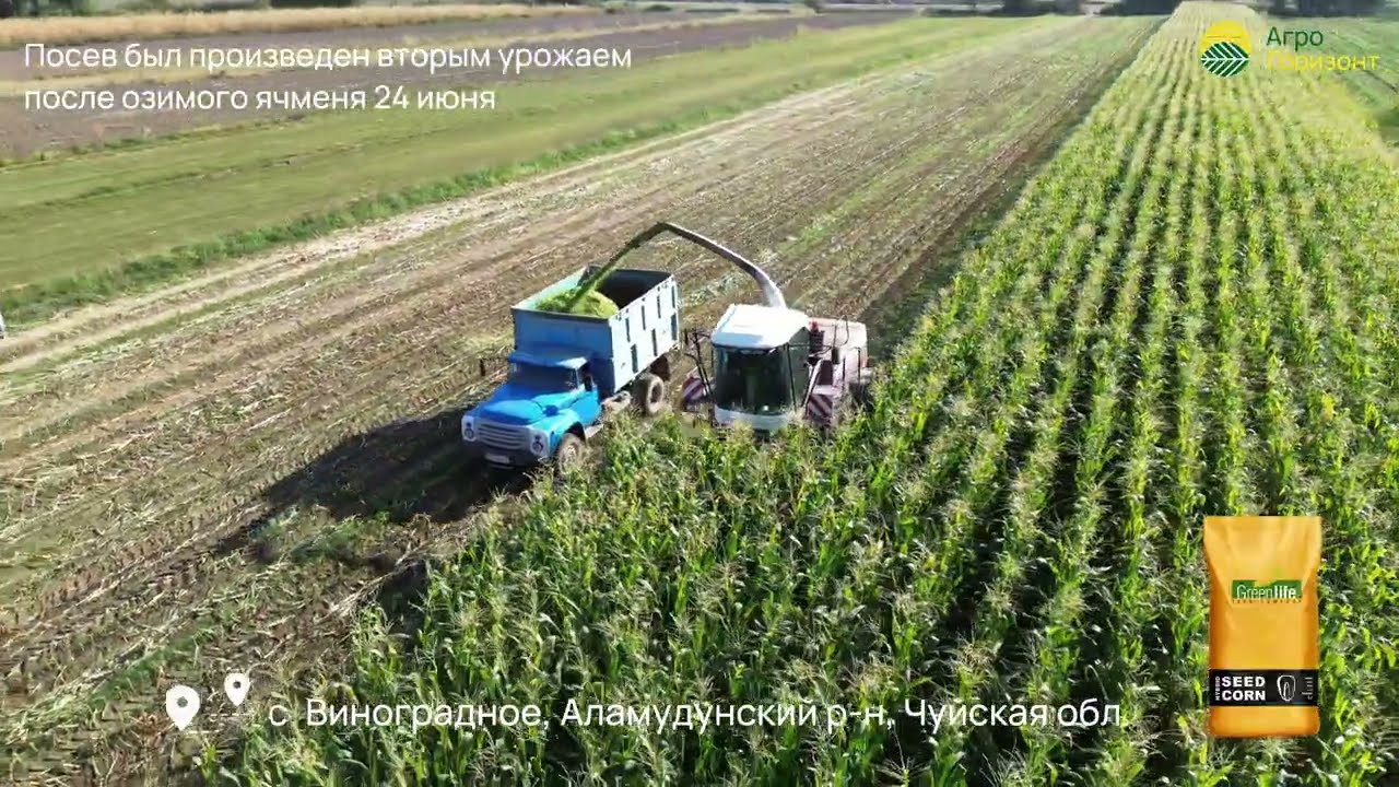 Посев вторым урожаем 24 июня, после озимого ячменя / Гибрид: MACHA (ФАО 580) #агрогоризонт