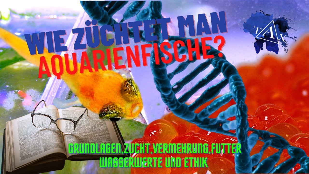 Wie ZÜCHTET man AQUARIENFISCHE ? I TAX