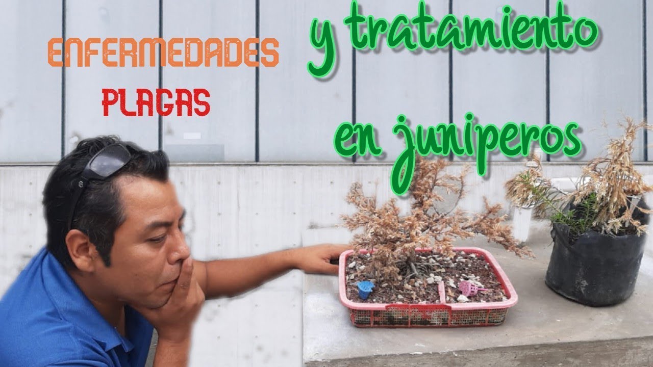 Enfermedades, plagas y tratamiento en  Juniperos