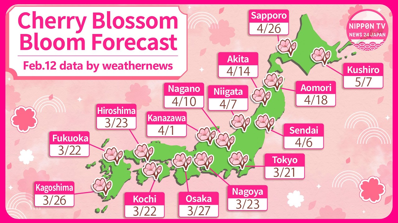 Japan&rsquo;s 2026 cherry blossom forecast released