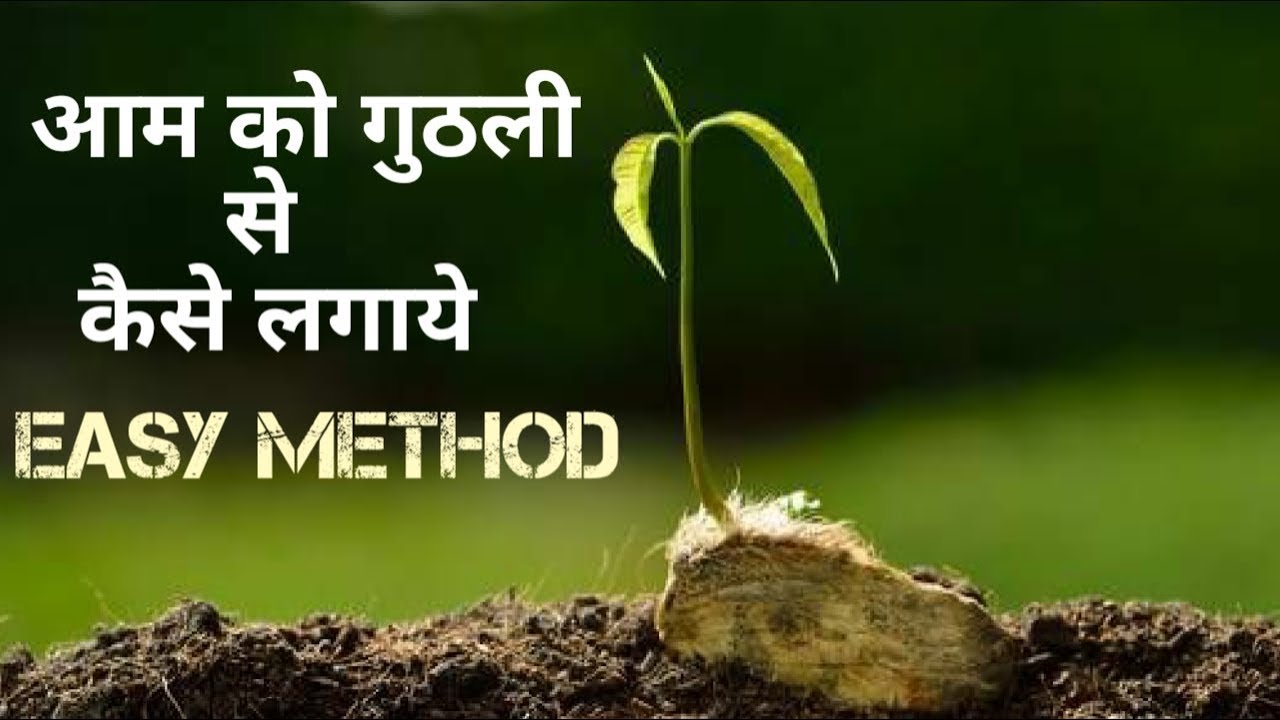 आम को गुठली से कैसे लगाये/ How to grow mango plant from seed.