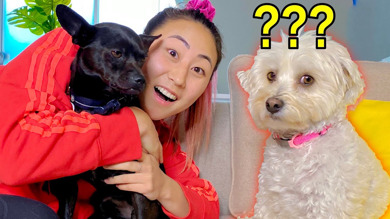 HUGGING ANOTHER DOG FOR TOO LONG!