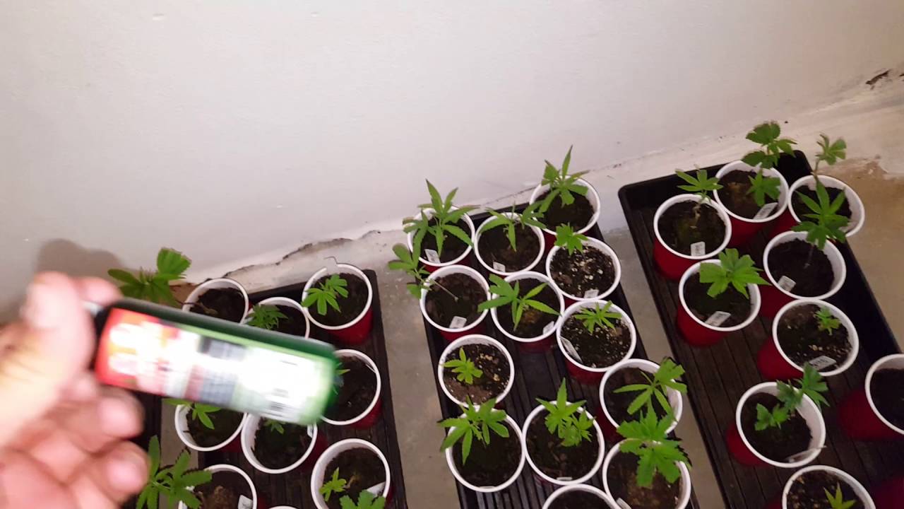New Garden Nursury Update - Clones are being Treated for Spidermites