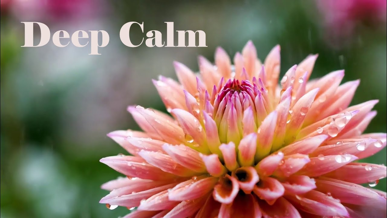 Gentle Rain on flower | Relaxing Piano Meditation — Extended