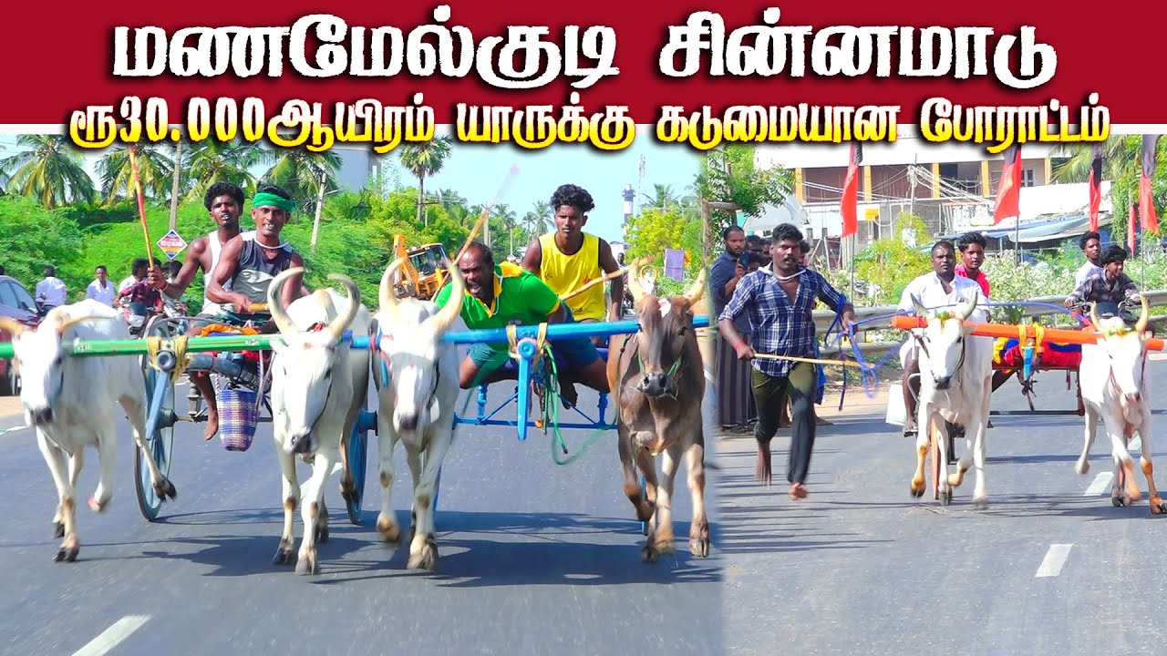 மணமேல்குடி சின்னமாடு 2 பந்தயம் 08.07.2025