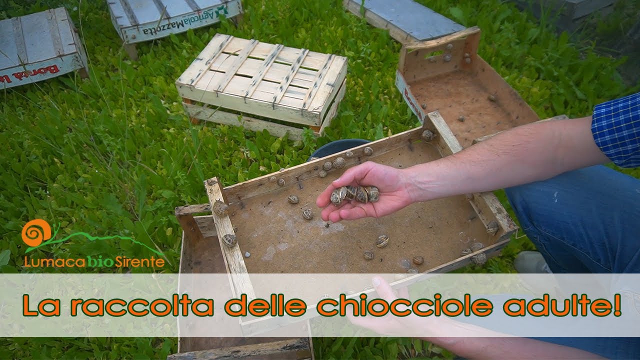 Come si raccolgono e spurgano le chiocciole adulte!