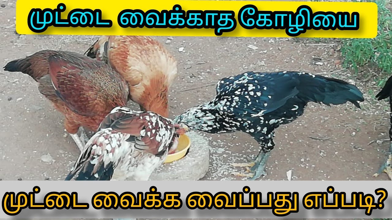 முட்டை வைக்காத கோழியை முட்டை வைக்க வைப்பது எப்படி ?? | Nattu kozhi valarpu in tamil | Kattu seval