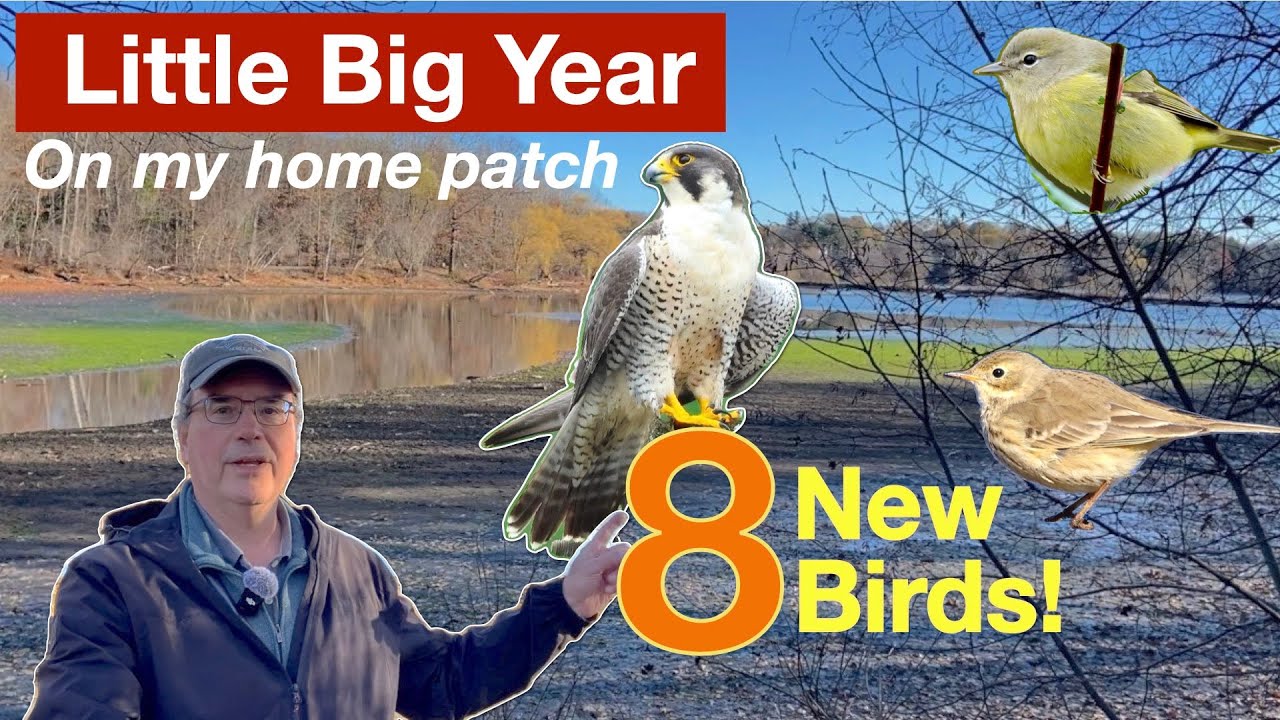 Little Big Year Ep14: Great fall birding on my home patch - 8 new species for the list!