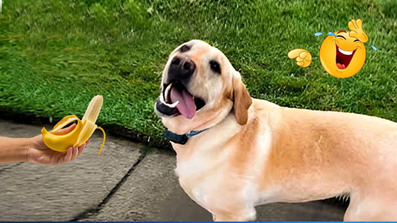 The Funniest Pet Videos Compilation 😹🐶 Funny Animals That Will Make You Laugh Until You Die 🐾