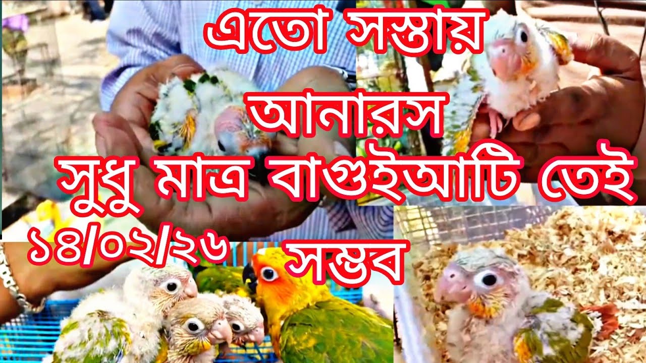 মাত্র ৩০০ টাকায় পাখি ll ৮০০টাকায় বাচ্চা ll  ১৪/০২/২৬ ll বাগুইআটি সখের হাট 