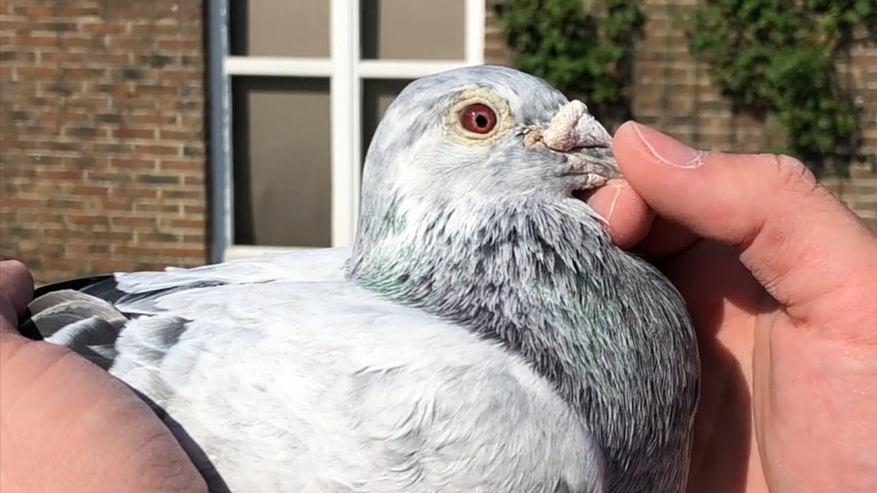 Grizzle Racing Pigeons of Jos Thone | Homing Pigeons
