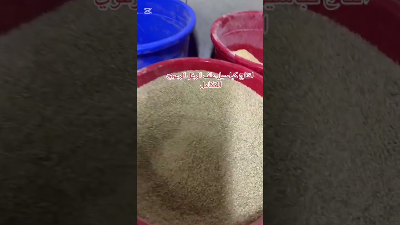 	نبتة الرغل: الحل الذكي لزراعة الأراضي المالحة وتوفير الأعلاف