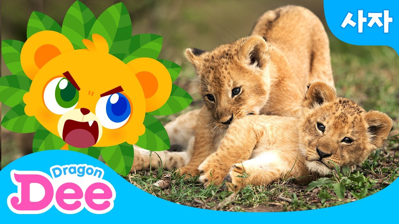 귀여운 아기 사자! 으르렁! 사자 가족의 실제 모습을 만나볼까?🐾｜드래곤디 동물의 왕국｜애니멀러쉬 동물달리기｜인기 동물 동요｜Dragon Dee Baby Animals