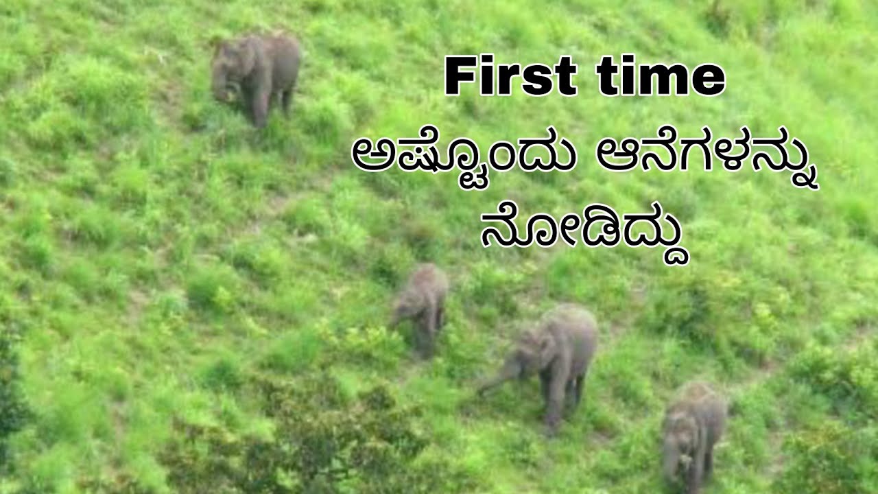 ಮೊದಲ ಸಲ ಒಟ್ಟಿಗೆ ಅಷ್ಟೊಂದು ಆನೆಗಳನ್ನು ನೋಡಿದ್ದು | Himavad Gopalaswamy | Herd of elephants climbing Hills